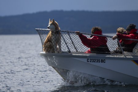 Dit hondje geniet zichtbaar van het bootritje